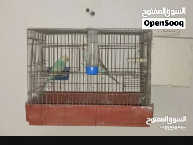 عصافير بقى للبيع انجليزيات يفرخ وربي يبارك