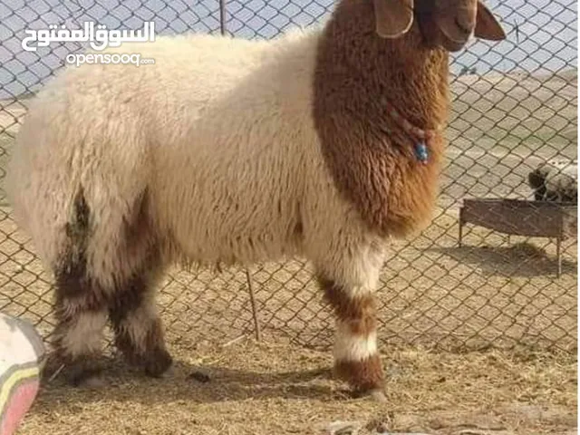 ذبايع خرفان تيوس محلي غنم تربيه