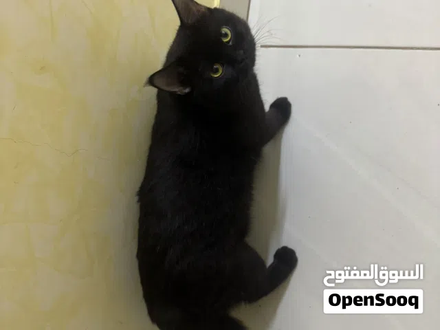 للبيع قطط بسعر مناسب ع حسب الاتفاق