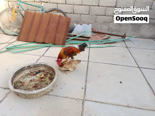 السلام عليكم دجاجتين وديج بياضات صحه جيده