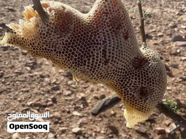عسل سدر +برم اصلي ومضمون ابو طويق