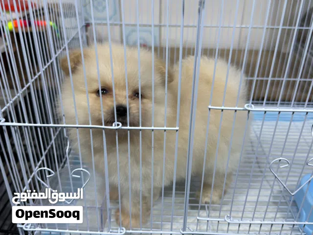 كلب للبيع نوعه بوبمرينا تي كب