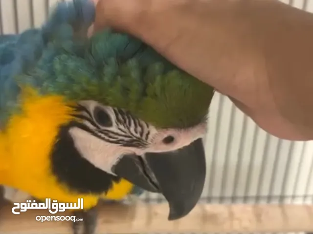 مكاو بلو اند قولد