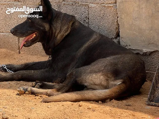 دكر مالينوا استراد تونس