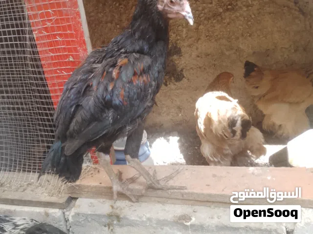 حرق اسعاررر علا جاج الباكستاني الحر لأول مرة علا السوق المفتوح صلو علنبي ياخوان وقرا الوصف