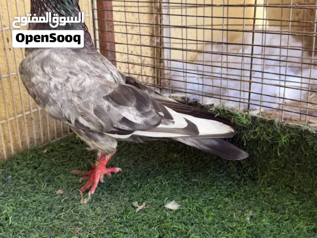 حمام باكستاني طيار و زينه