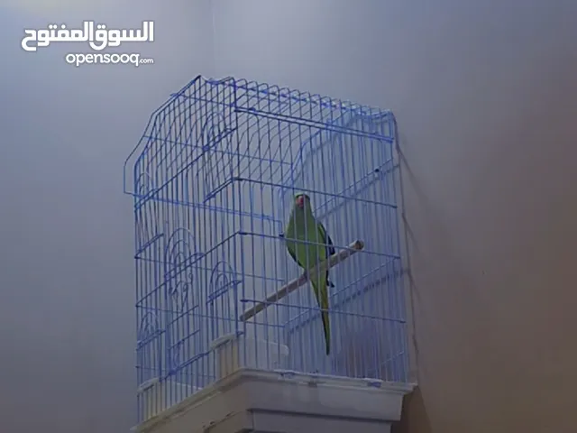 للبيع دره تتكلم اليفه