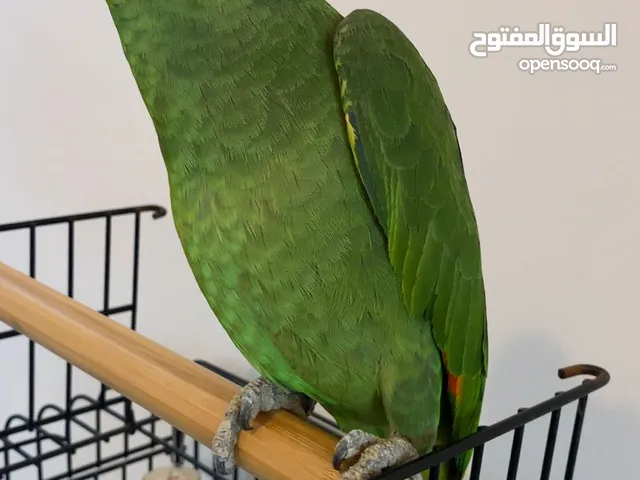 بغبغاء امازون