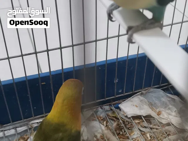 فيشر جوز عمرهم 6شهور