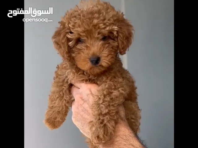 Toy red poodle
