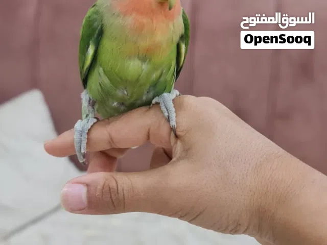 غندوره اليفه ذكر