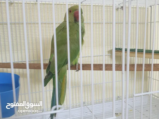 السلام عليكم طير دره ذكر اليف جدا ..................