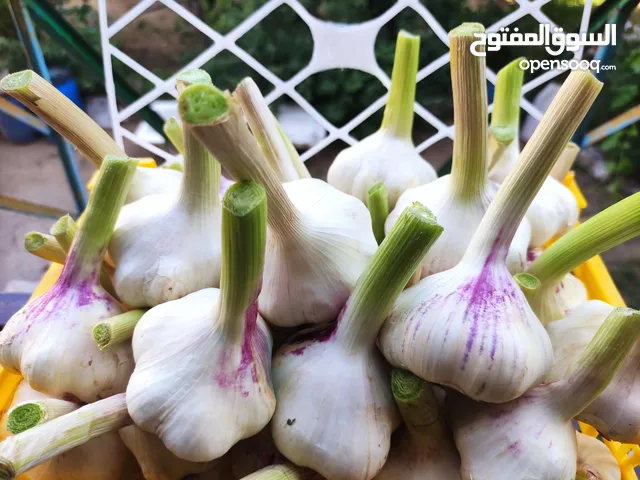 ثوم عضوی فی الایران