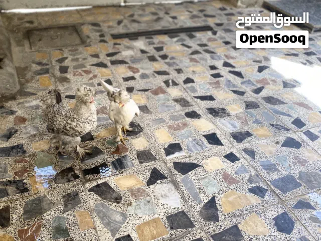 سلام عليكم دجاج بالون للبيع