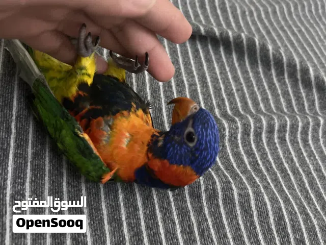 رينبو لوري