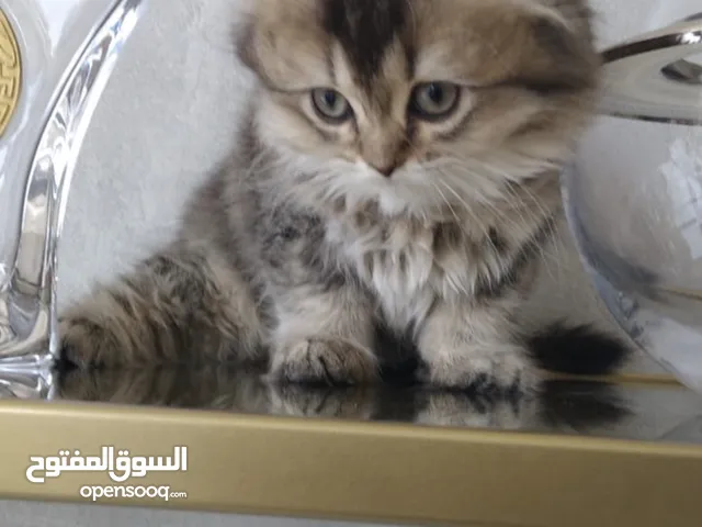 قطط للتبني في الإمارات : قطط هملايا : قطط شيرازي