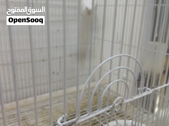 زوج غندوره البينو للبيع
