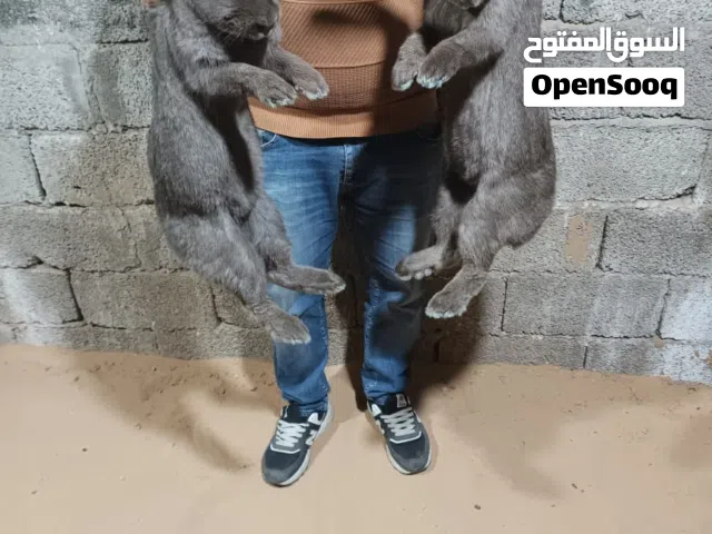 أرنب  بابلون هافانا