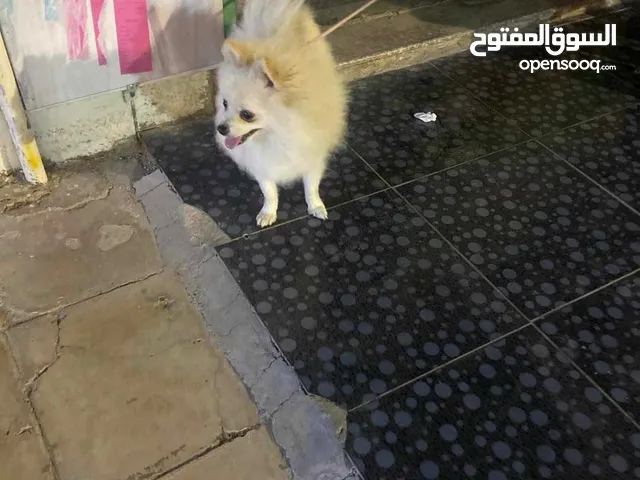 كلب بوبورينيان لعوب جدا واليف مع الاطفال