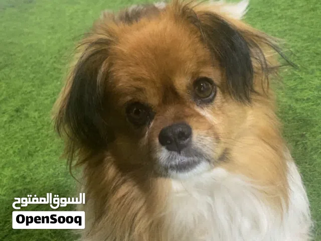 لبيع كلب ميكس (Pekingese × Pomeranian) الجنس: ذكر