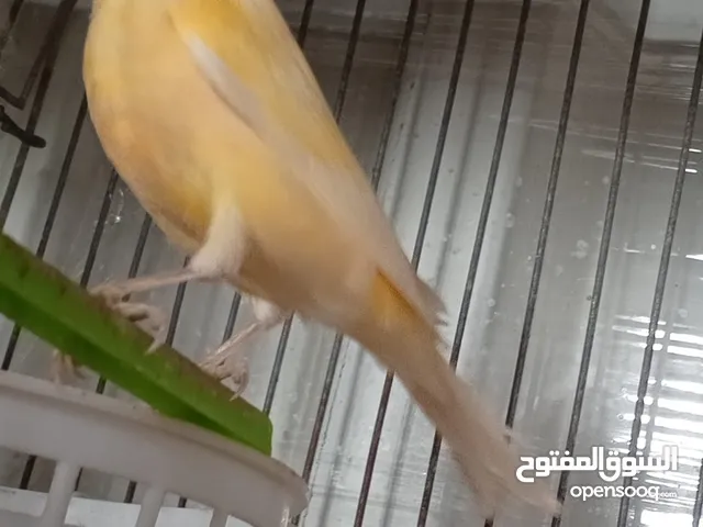 جوز كنار تحتهم بيض
