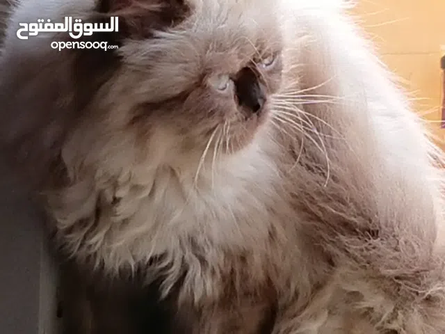 هيمالايا شوكلت