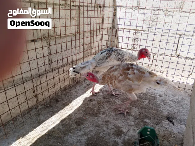 حبش هولندي للبيع لون مميز