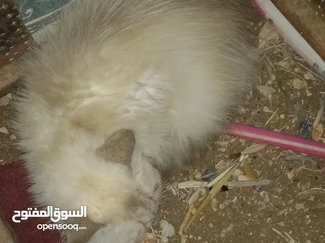 شكل جميل قطة الهملايا شكل العين ازرق لا مع قزازي