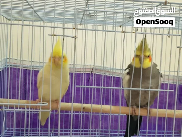 طيور ببغاء فئة كوكتيل