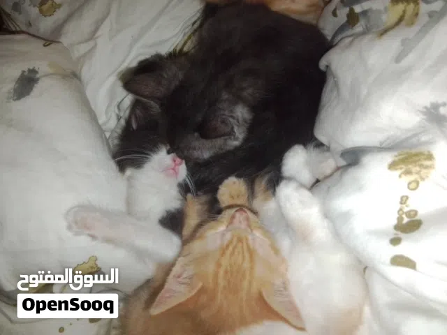 قطط صغيره التبني