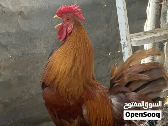 ديك فرنسي العسلي للبيع