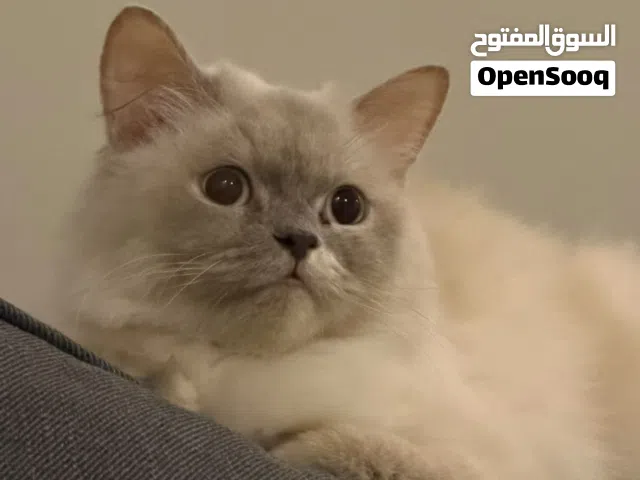 قطة مهجن سكوتش مع هيمالايا للتبني