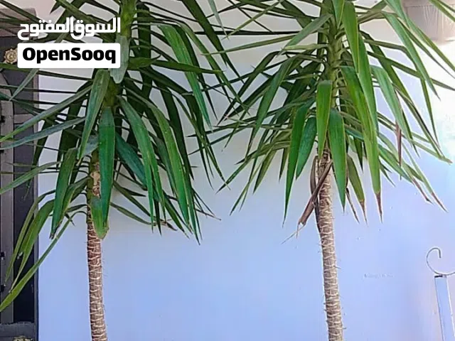 شجره زينه خارجيه