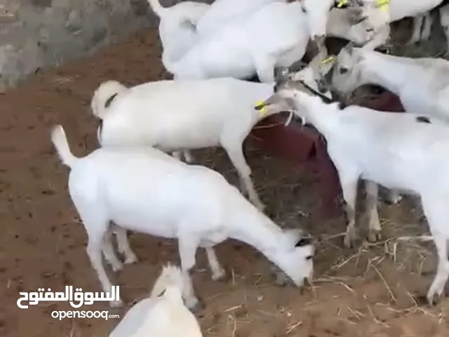 ذبايح صلاليات 700 درهم