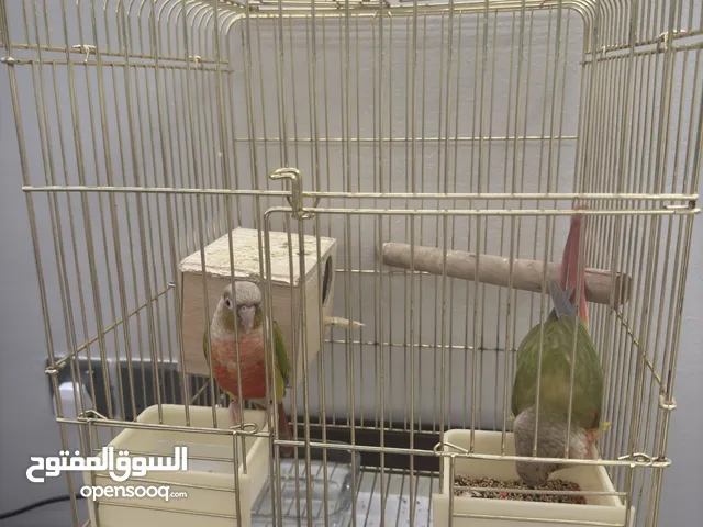 ببغاء كنيور للبيع