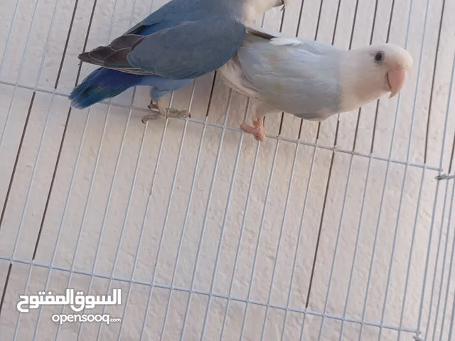 كوبيه بركديلو