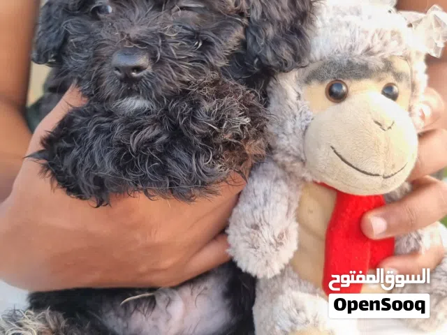 مالتيبو توي Maltipoo Toy
