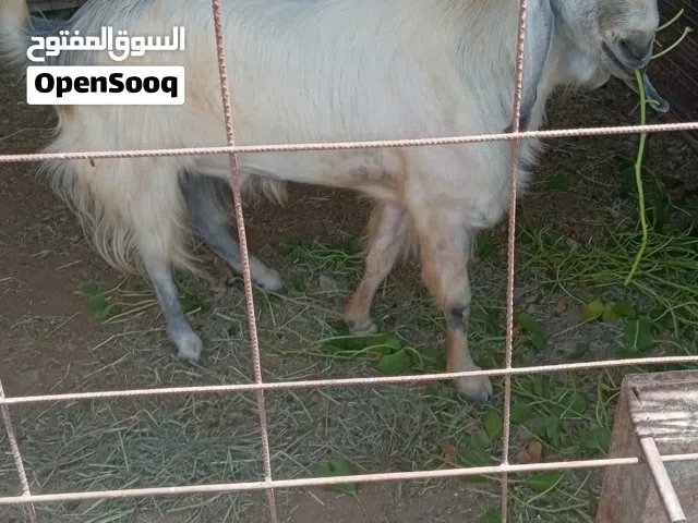 تيس من سلالة ممتازة جدا جدا