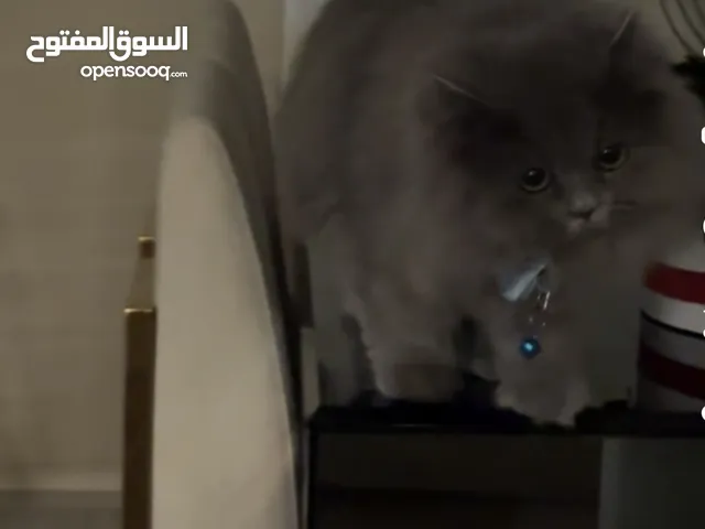 قط صغير 5 شهور لون سكني ذكر مع اغراضه اللتر بوكس و القفص