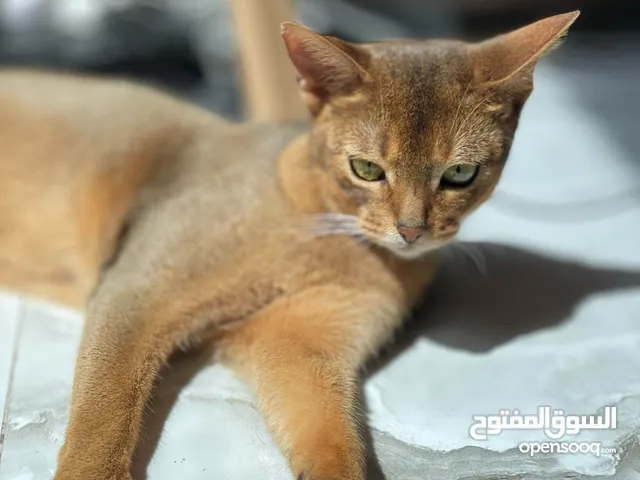 Cute Abyssinian for sale