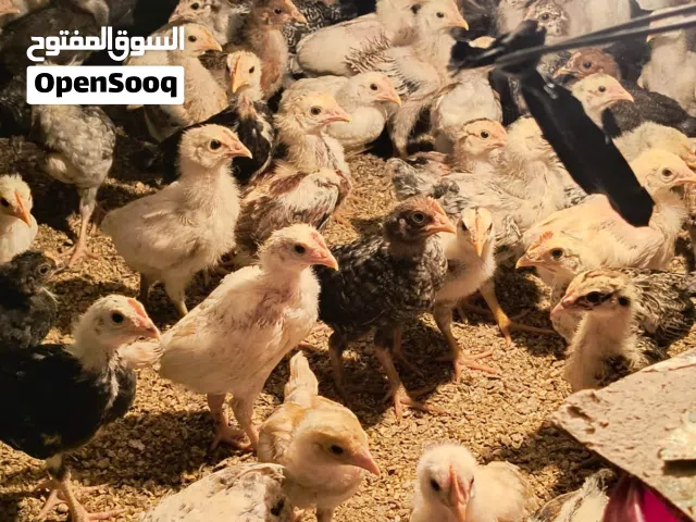 دجاج عماني يوجد كميات العمر شهر وسبوعين