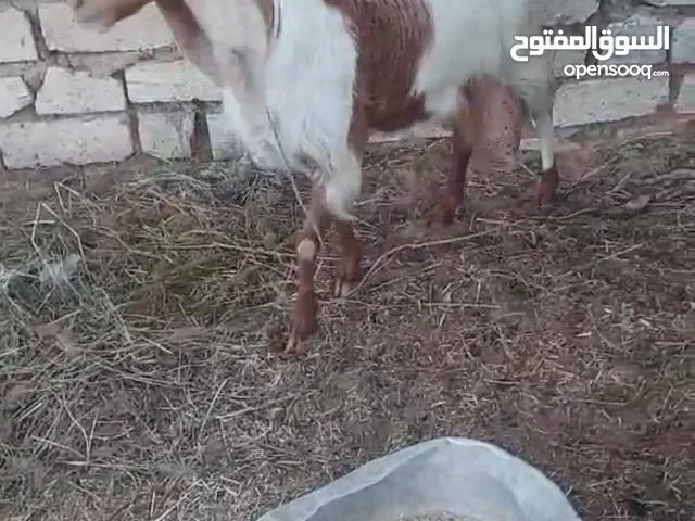 عنز غلظ وحليب مشالله تحت منها عناق