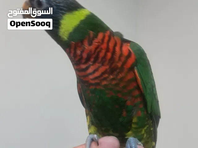 Rainbow lory fully hand tamed