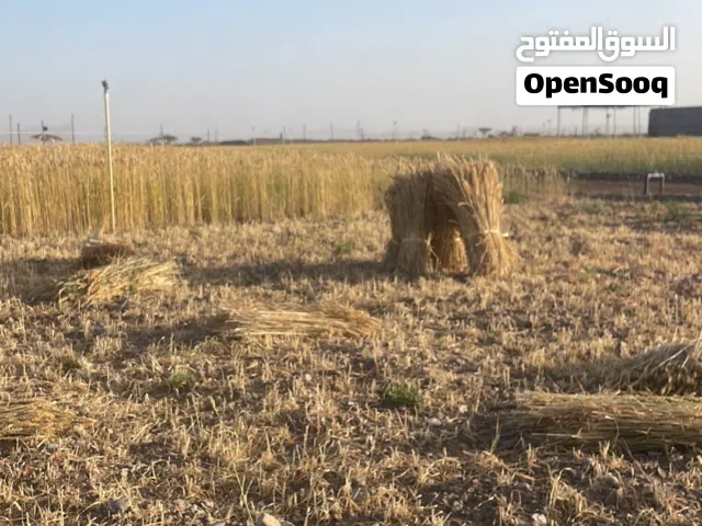 Farm Land for Rent in Al Dhahirah Ibri