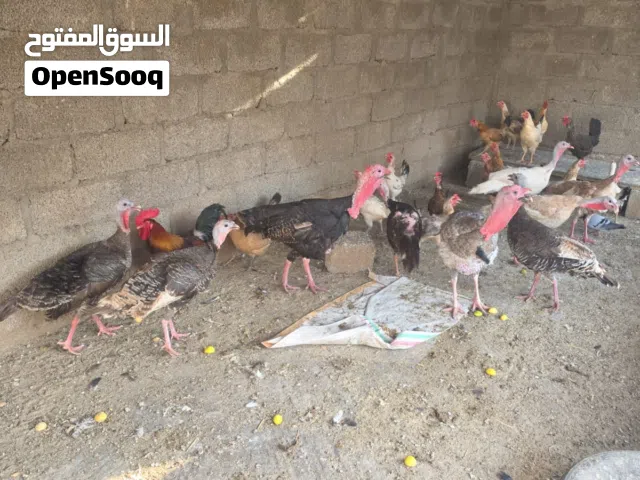 رومي منتجات كلهن و اعمارهن صغار