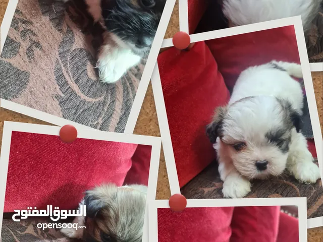1 month old female puppies for sale