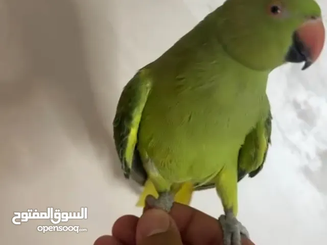 دره اليف أنثى جميله جدآ ريش كامل