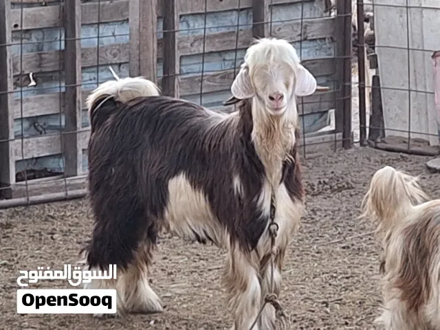 تيس رحبي فاخر