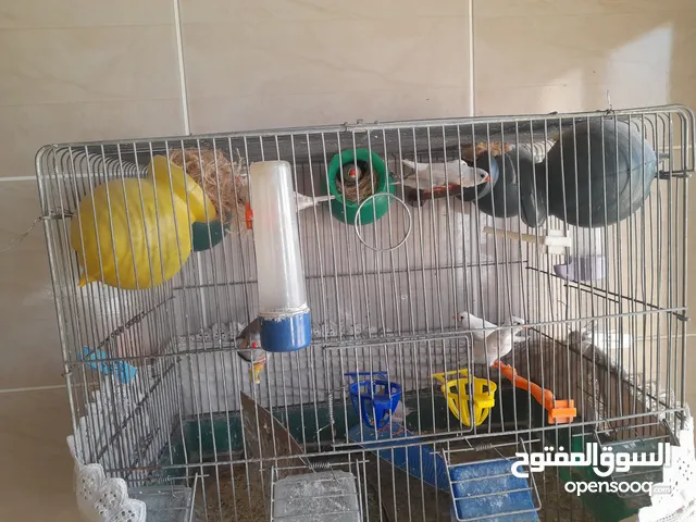 13 حبه عصفور فنجز مع مطيرهن سعر 25