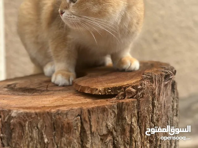 قط ذكر سكوتش فولد للبيع الوصف مهم